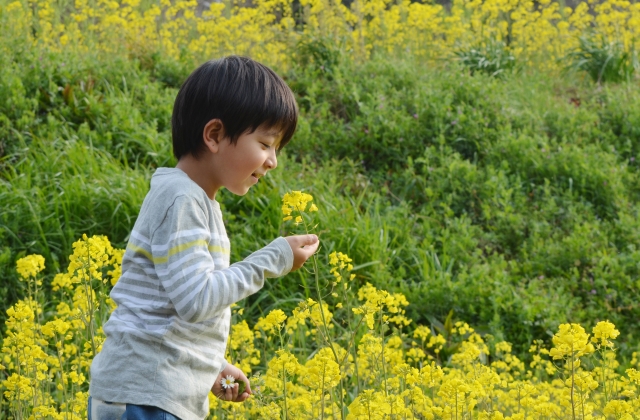 菜の花を観察する少年